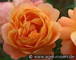 Laeha kaufen, click for more details Laeha