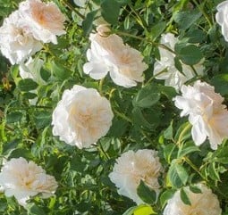 Lichfield Angel kaufen, click for more details Lichfield Angel