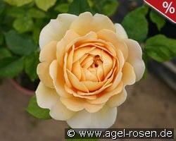 Molineux kaufen, click for more details Molineux