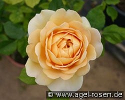 Molineux kaufen, click for more details Molineux