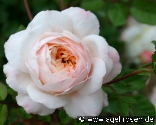 Old English Rose Ausquest