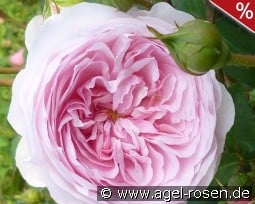 Olivia Rose kaufen, click for more details Olivia Rose