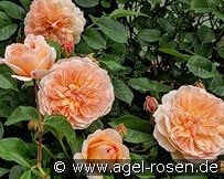 Port Sunlight kaufen, click for more details Port Sunlight