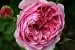 Princess Alexandra of Kent
