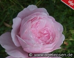 Queen of Sweden kaufen, click for more details Queen of Sweden