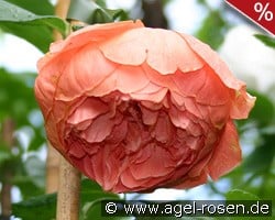 Summer Song kaufen, click for more details Summer Song