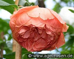 Summer Song kaufen, click for more details Summer Song