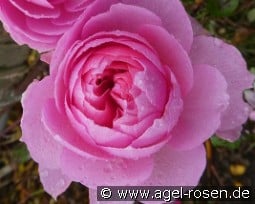 The Ancient Mariner kaufen, click for more details The Ancient Mariner