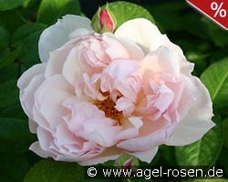 The Generous Gardener kaufen, click for more details The Generous Gardener