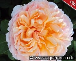 The Lady Gardener kaufen, click for more details The Lady Gardener