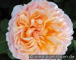 The Lady Gardener kaufen, click for more details The Lady Gardener