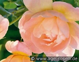 The Lark Ascending kaufen, click for more details The Lark Ascending