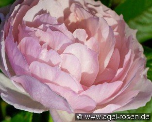 The Wedgewood Rose