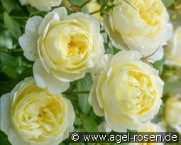 Vanessa Bell kaufen, click for more details Vanessa Bell