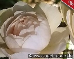 William and Catherine kaufen, click for more details William and Catherine