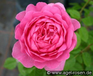 Wisley 2008
