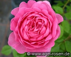 Wisley 2008 kaufen, click for more details Wisley 2008