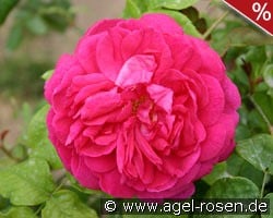 Young Lycidas kaufen, click for more details Young Lycidas