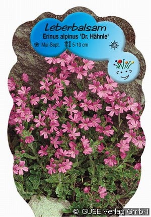 Alpen-Leberbalsam