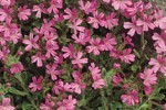 Alpen-Leberbalsam, click for more details Alpen-Leberbalsam (Erinus alpinus 'Dr.Hähnle')
