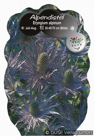 Alpendistel Blue Star