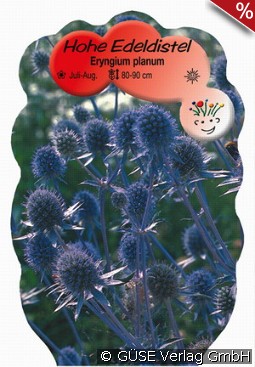 Edeldistel