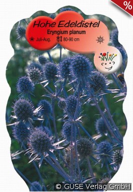 Edeldistel