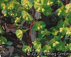 Mandelblättrige Wolfsmilch kaufen, click for more details Mandelblättrige Wolfsmilch