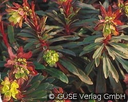 Mandel-Wolfsmilch kaufen, click for more details Mandel-Wolfsmilch