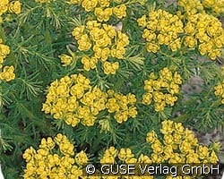 Zypressen-Wolfsmilch kaufen, click for more details Zypressen-Wolfsmilch