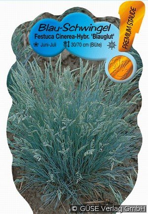 Blau-Schwingel