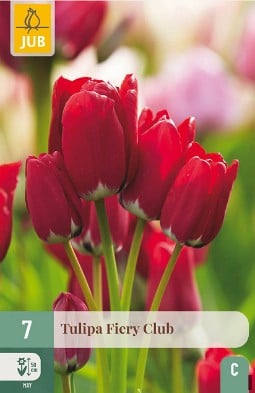 Fiery Club kaufen, click for more details Fiery Club