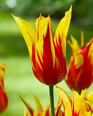 Fire Wings