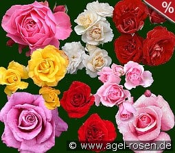 10 Beetrosen gemischt