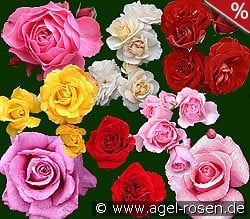 10 Beetrosen gemischt kaufen, click for more details 10 Beetrosen gemischt