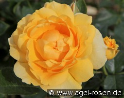 Rose (Thé) jaune d'or - yellow rose Rosen