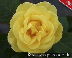 Akzent kaufen, click for more details Akzent