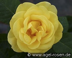 Akzent kaufen, click for more details Akzent