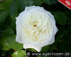 Alabaster kaufen, click for more details Alabaster