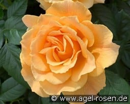 Alpina syn. Henriette Barnett kaufen, click for more details Alpina syn. Henriette Barnett