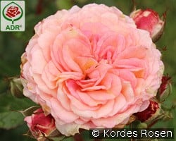 Amaretto 2018 kaufen, click for more details Amaretto 2018