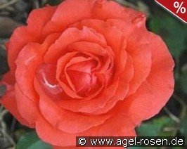 Amber Flower Circus