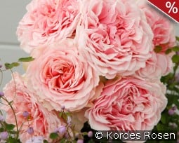 Amorosa kaufen, click for more details Amorosa