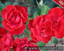 Andalusien kaufen, click for more details Andalusien