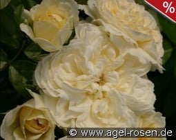 Angel Flower Circus kaufen, click for more details Angel Flower Circus