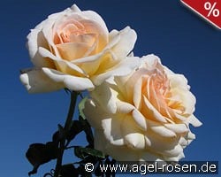 Angie kaufen, click for more details Angie