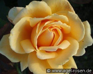 Apricot Nectar
