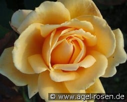 Apricot Nectar kaufen, click for more details Apricot Nectar