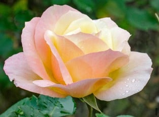 Apricot Queen Elizabeth