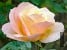 Apricot Queen Elizabeth